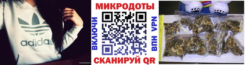 купить наркоту Семикаракорск Галлюциногенные грибы Cubensis
